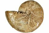 Jurassic Cut & Polished Ammonite Fossil (Half)- Madagascar #216001-1